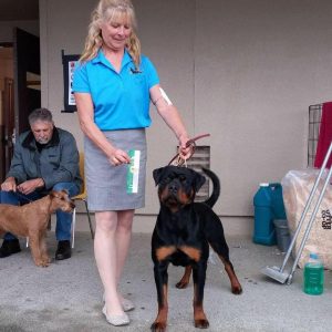 jasper ranch rottweilers